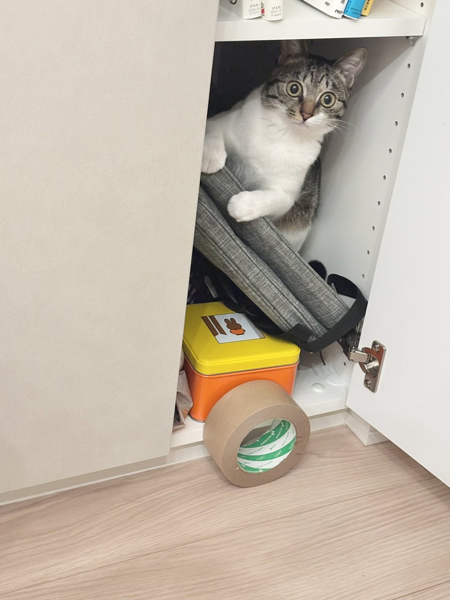 つゆちゃん tweet media