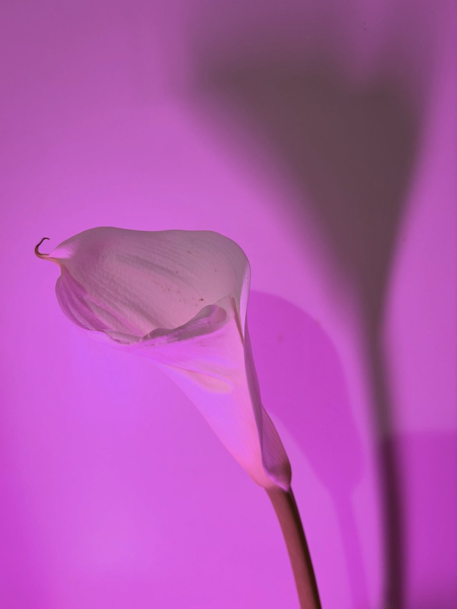 Calla lily

5月 グルーブ展示会に参加する事になりました

ただ今 展示作品 制作中 …

のたうち回ってます … (苦笑)

#Callalily
#京都
#5月
#展示会
#写真表現
#写真好きな人と繋がりたい