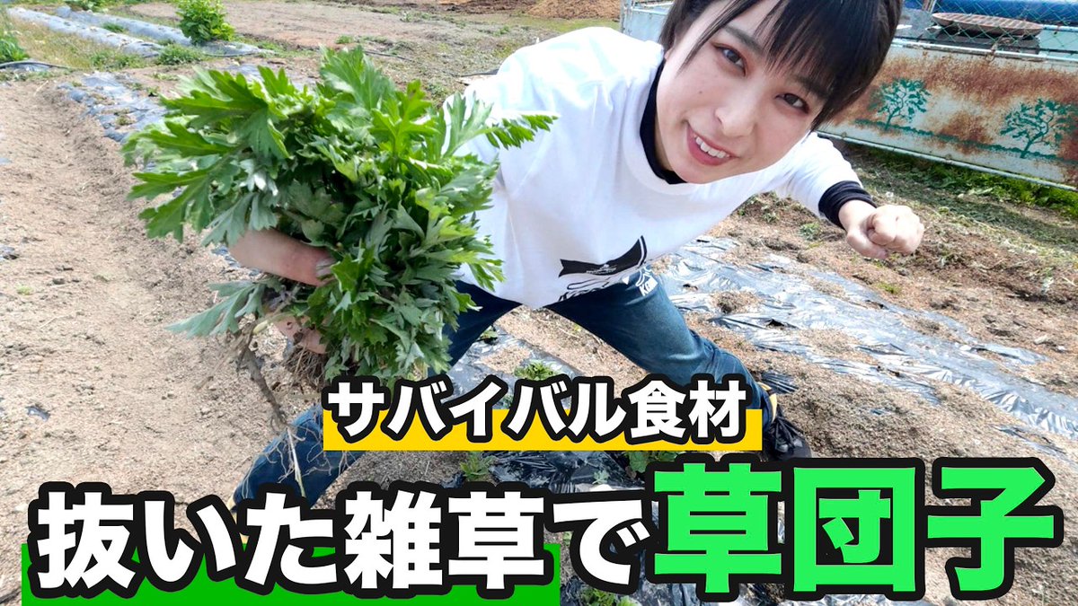 survidol_kaho's tweet image. 🏝本日UP🏝
【キャンプ飯にも】抜いた雑草で草団子を作ったらまさかの出来に！【よもぎ団子】
youtu.be/92havcdKKI0?si… 

じゃがいもを守るために雑草抜いた！ 
二度と生えてこないように、食べてやる！！！！😤

あ、でも、普通に美味しいのでキャンプでもお試しください☺️

見てねー！