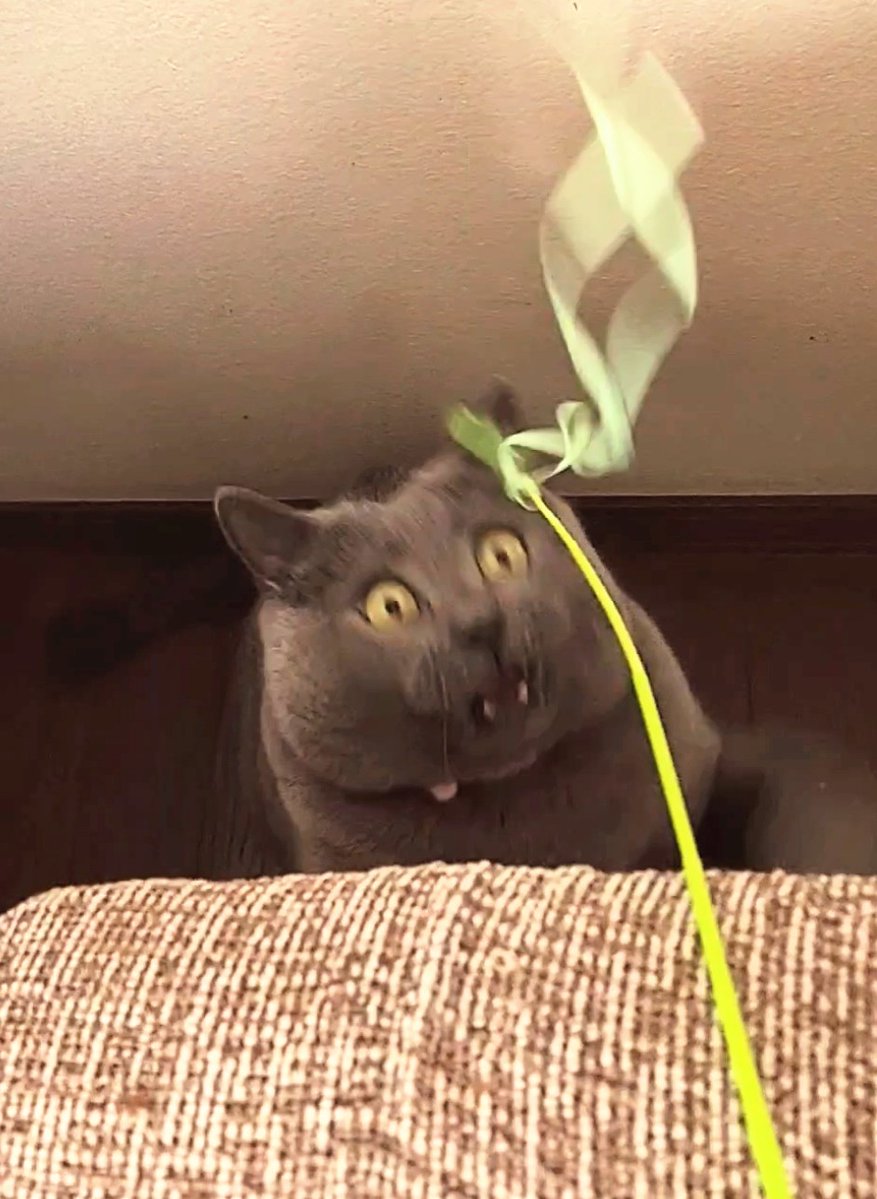 むぎちゃん tweet media