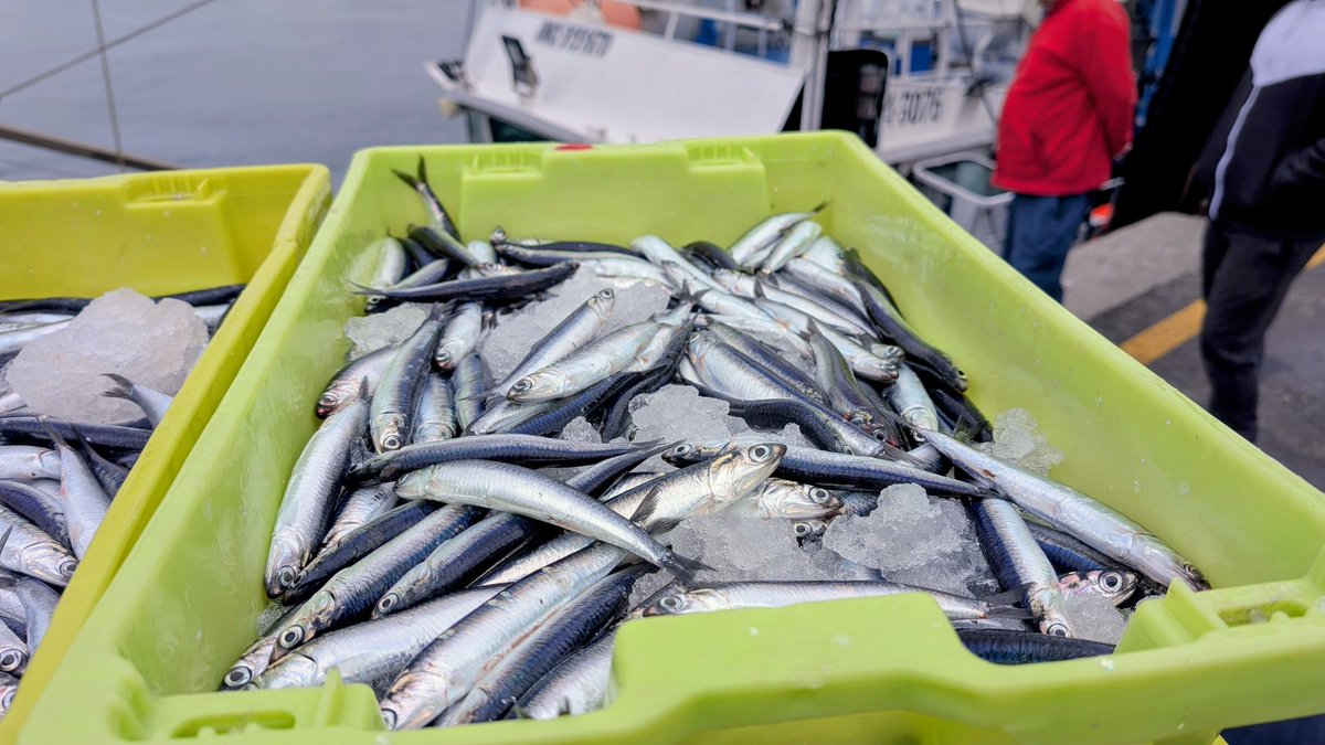 Ismael Pérez tweet media