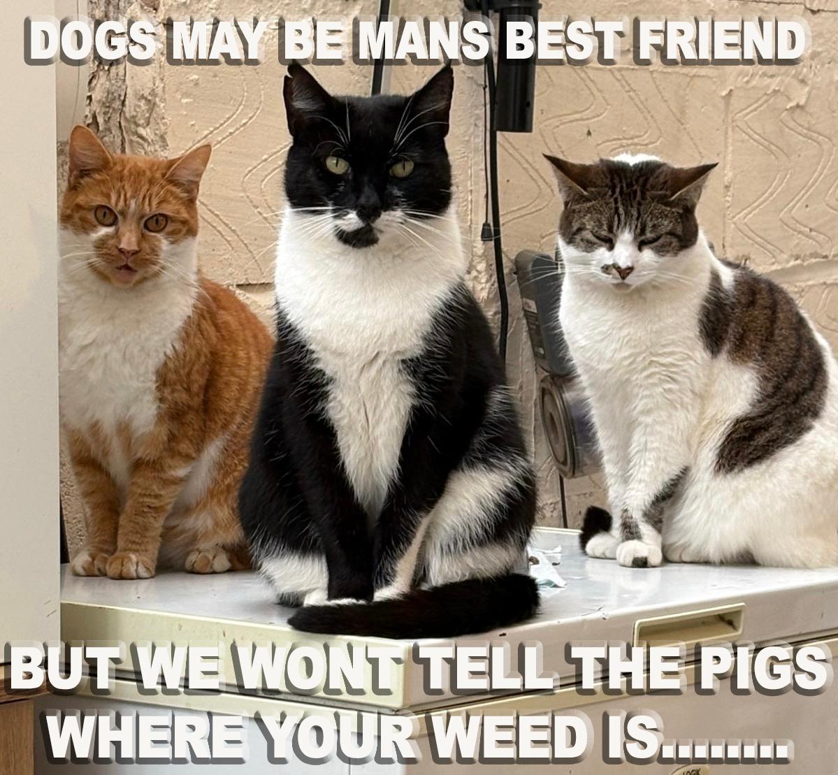 Dogs are wonderful but MY cats are just as cool.
Eddie, Baily and Luna.