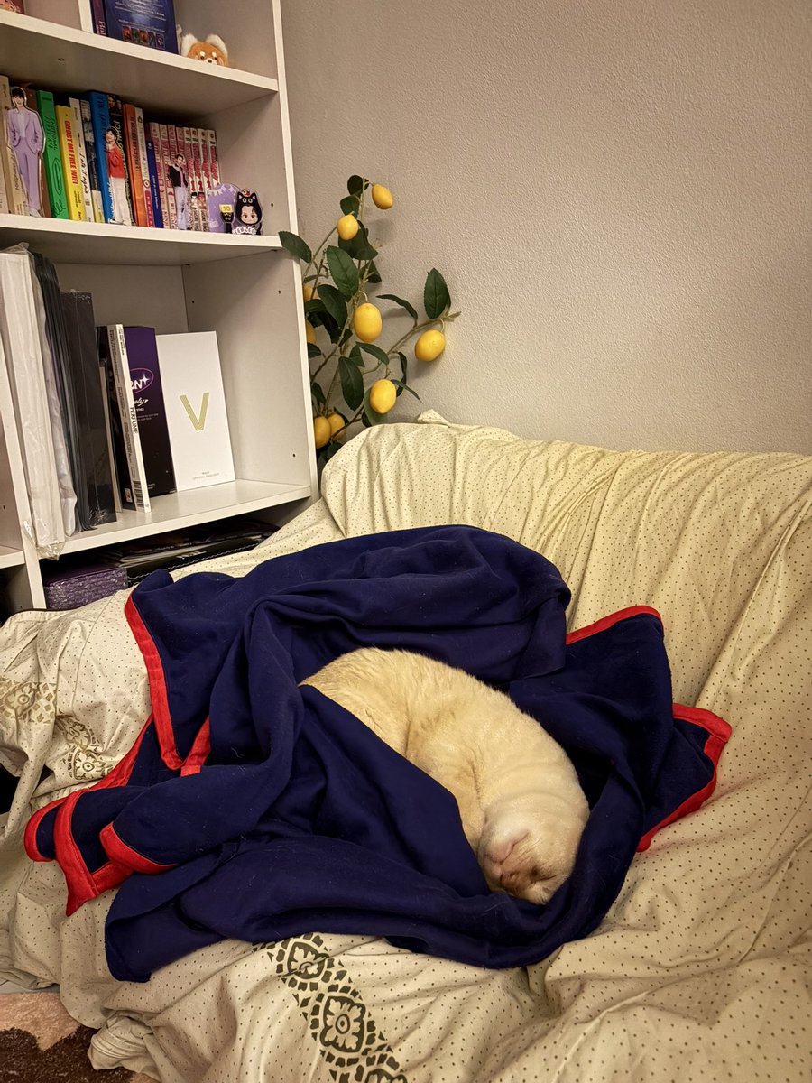 น๊อล์ tweet media