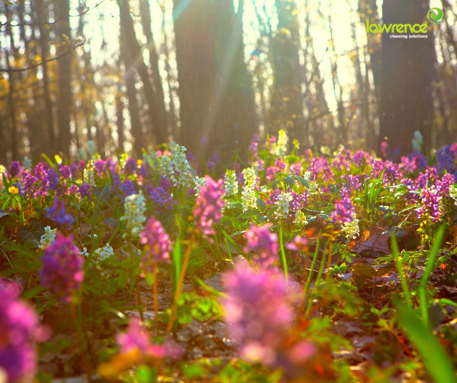 Lawrence Cleaning tweet media