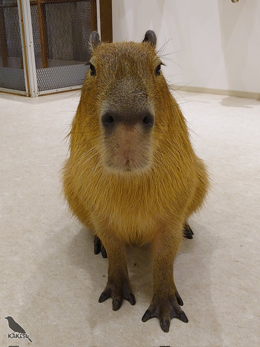 かけす tweet media