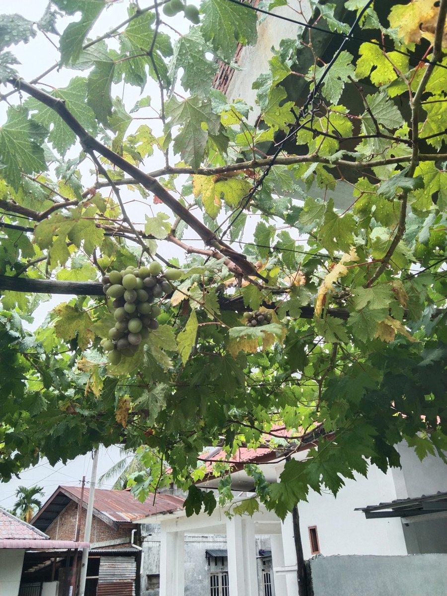 Manti MuSIX tweet media