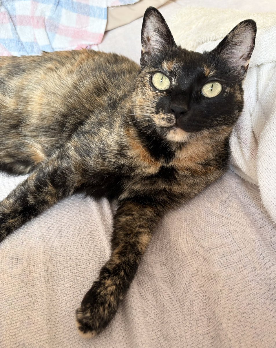 さびニャンズ tweet media