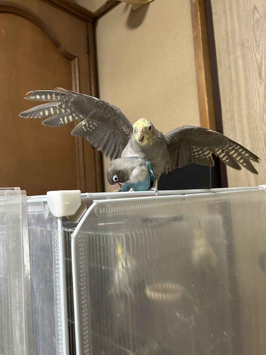 ぼーのんとともんはりまろ時々こんにゃく tweet media