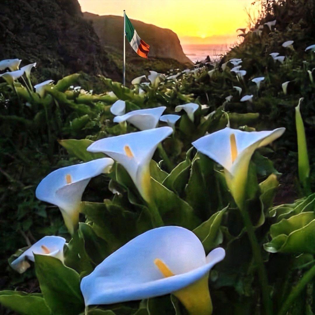 The National Graves Association Belfast extend Easter greetings to the families, friends and comrades of our patriot dead. Fuair siad bás ar son saoirse na hÉireann