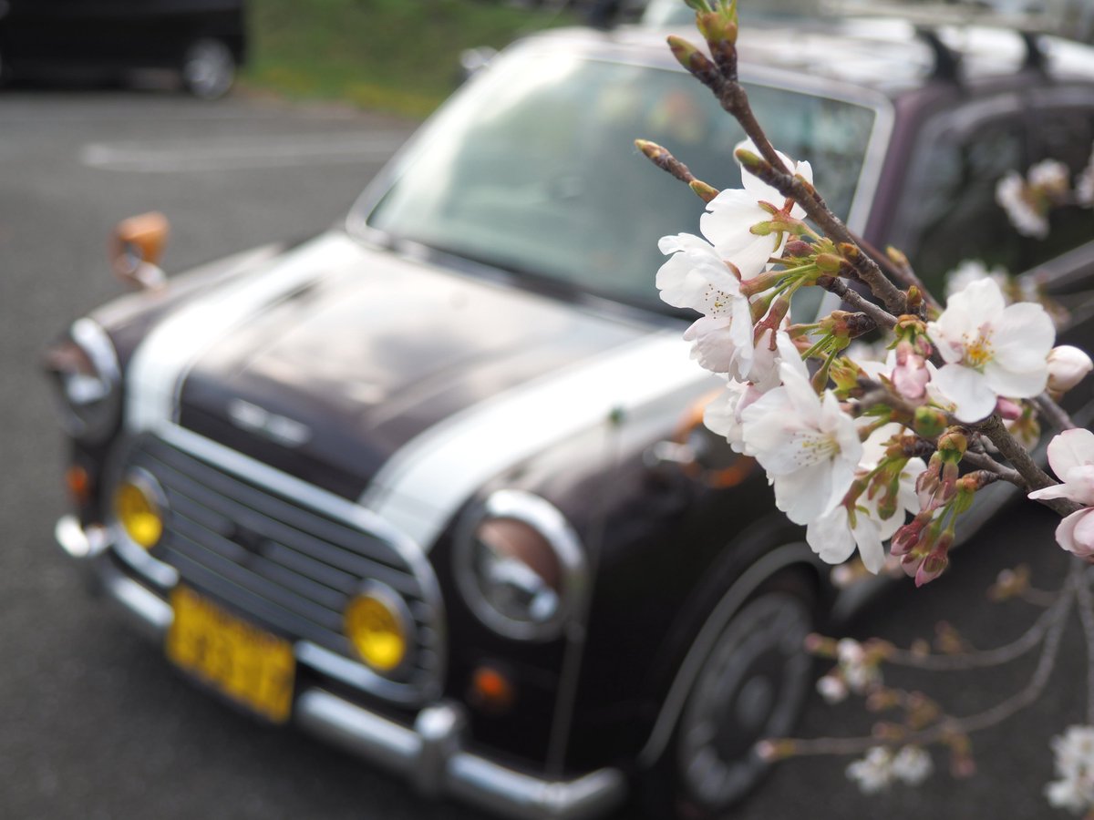 桜とジーノ🌸