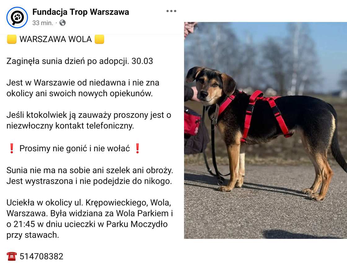 olga1237542's tweet photo. UWAGA🔴WARSZAWA WOLA 🔴
👉Zaginęła sunia dzień po adopcji. 30.03
Jest w Warszawie od niedawna i nie zna okolicy ani swoich nowych opiekunów. 
Jeśli ktokolwiek ją zauważy proszony jest o niezwłoczny kontakt telefoniczny. 
❗ Prosimy nie gonić i nie wołać ❗

☎️ 514708382 https://t.co/sU0LXcE9sO