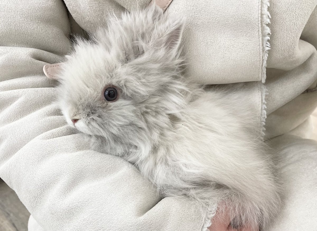 とんすけ🦁 tweet media