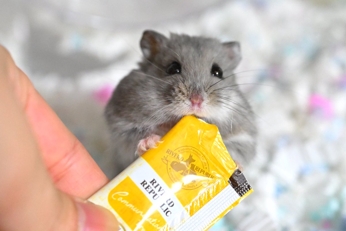 ジャンガリーズハムスター tweet media