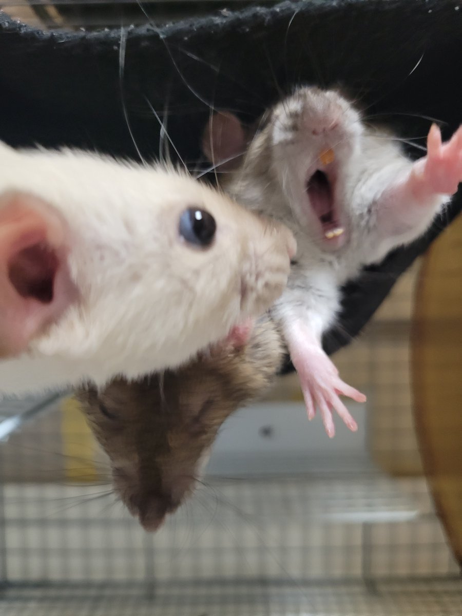 そのさん🐹 tweet media