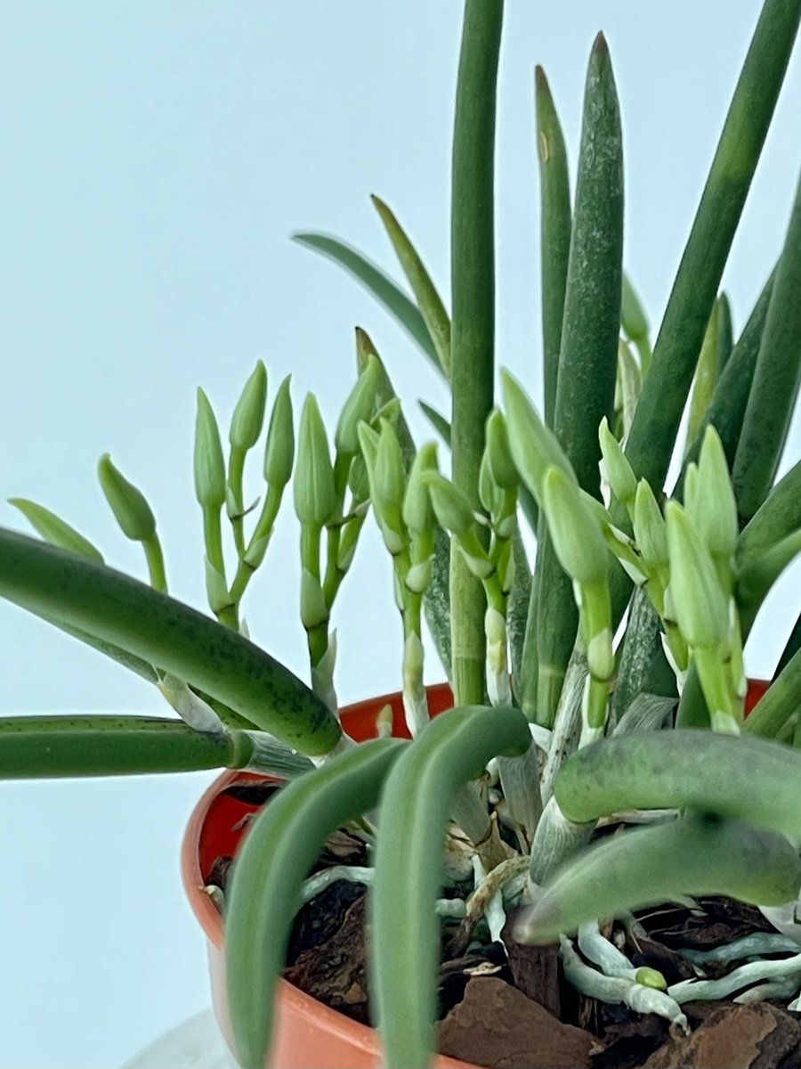 Inga Nik tweet media