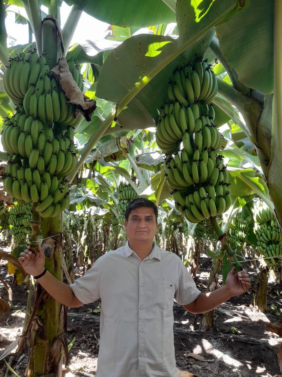 Pride you can hold. Happiness you can see. 🍌

A farmer, his field, and a perfect banana bunch — grown with Jain Tissue Culture Banana Plants.
When the crop turns out this good, the smile comes naturally.
