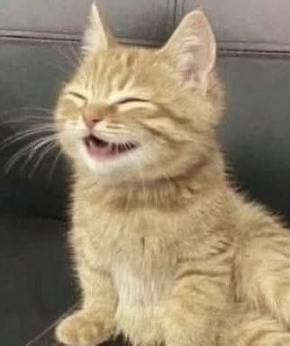 Erza⟡🦦⋆🐻⋆🐧⋆ 𝓞𝓯𝓭𝓸{𝟚𝟘+} tweet media