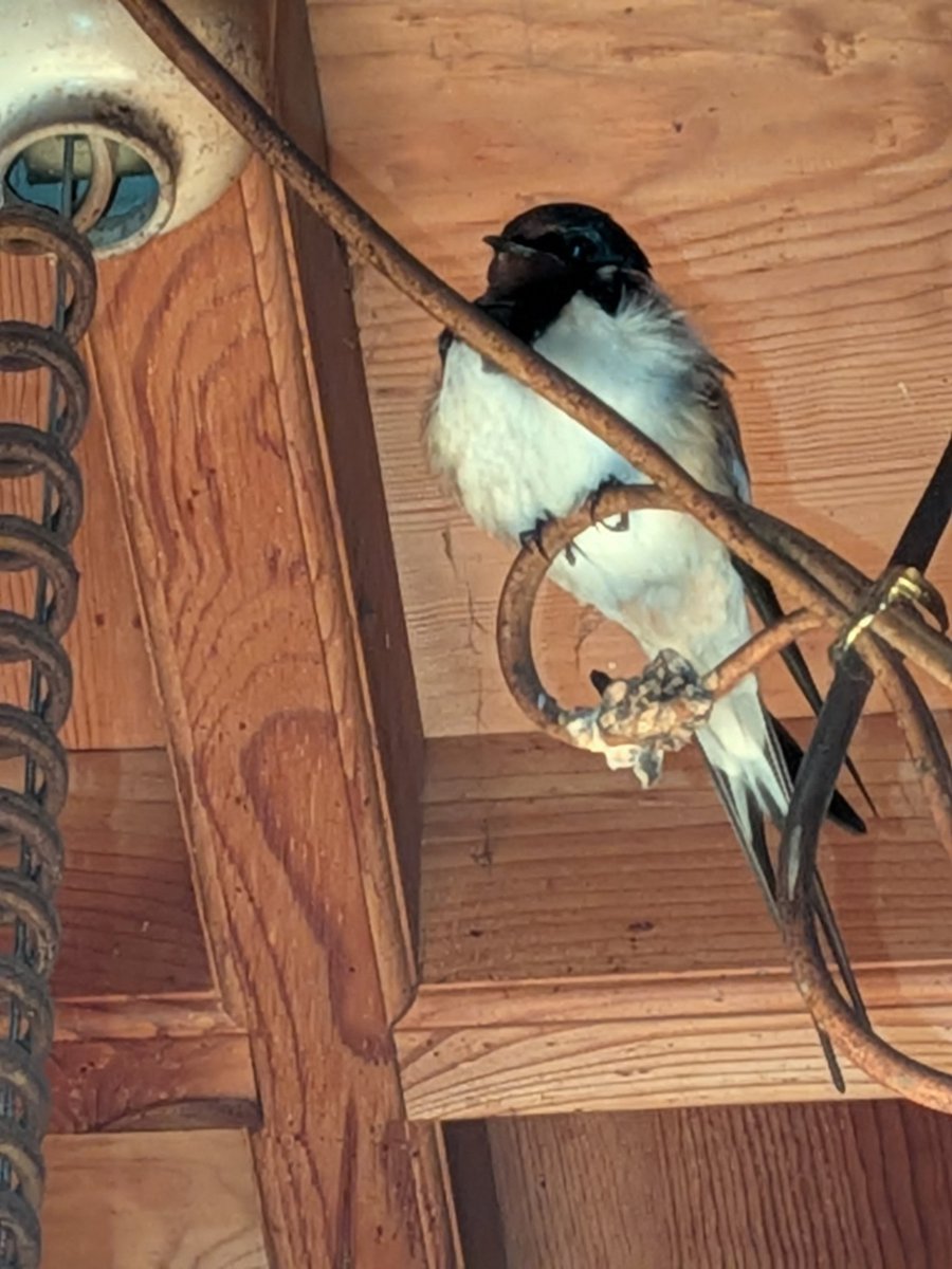 michiko. tweet media