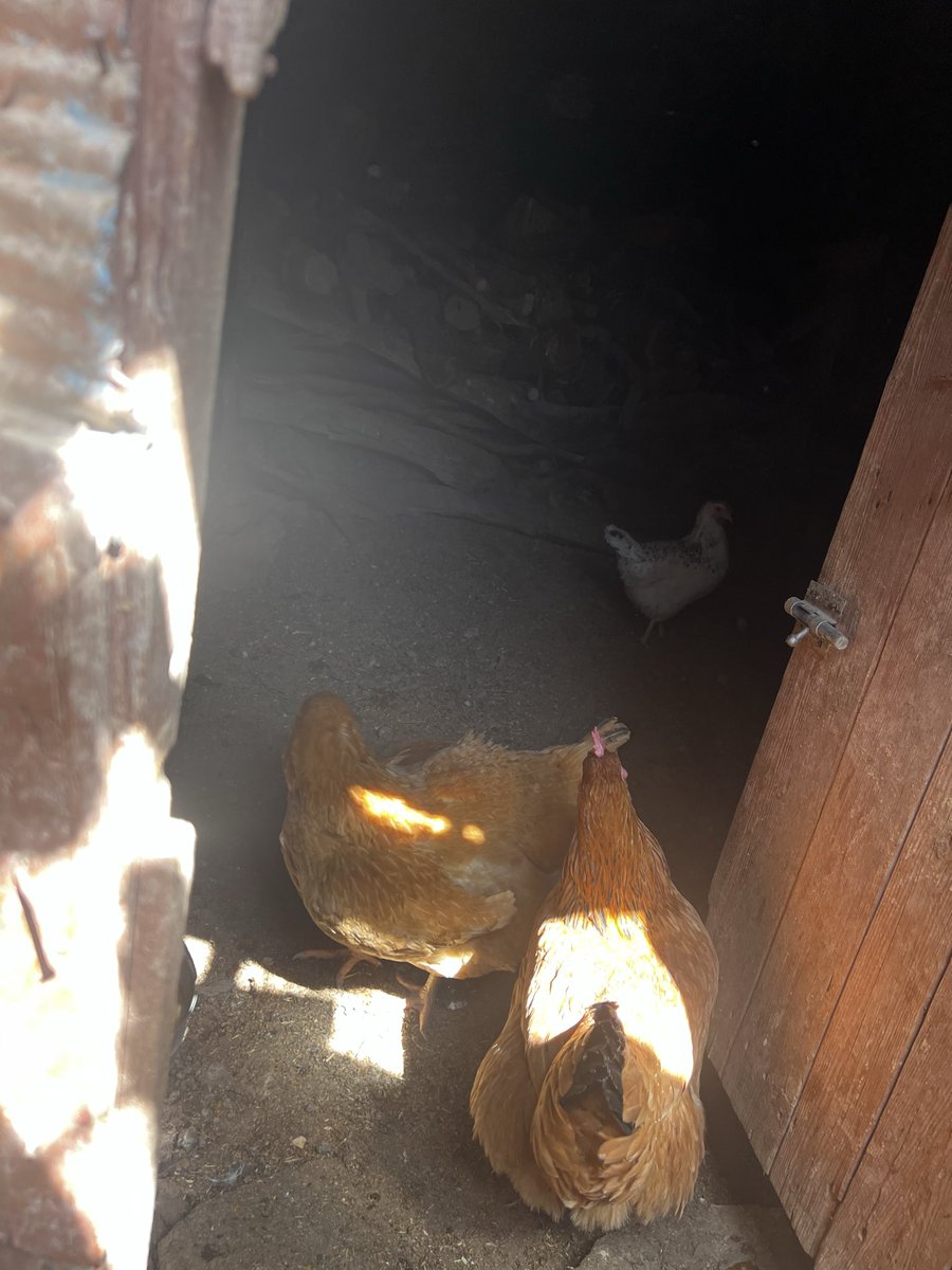 Nour Oumousse - ⵏⵓⵔ tweet media