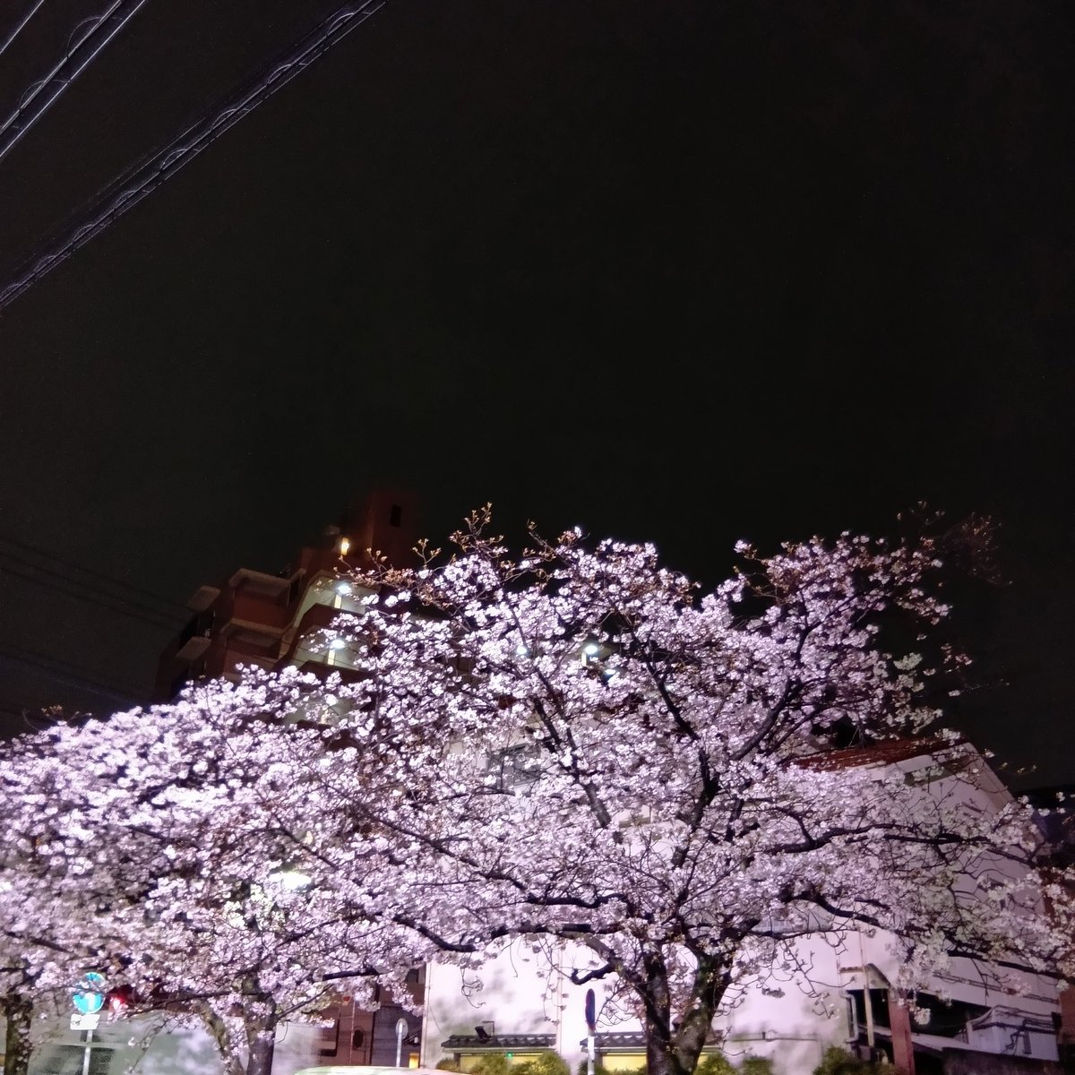 かぶとムシ 3月ありがとうござました🙌4月も宜しくお願い致します🍀💐🐞 tweet media