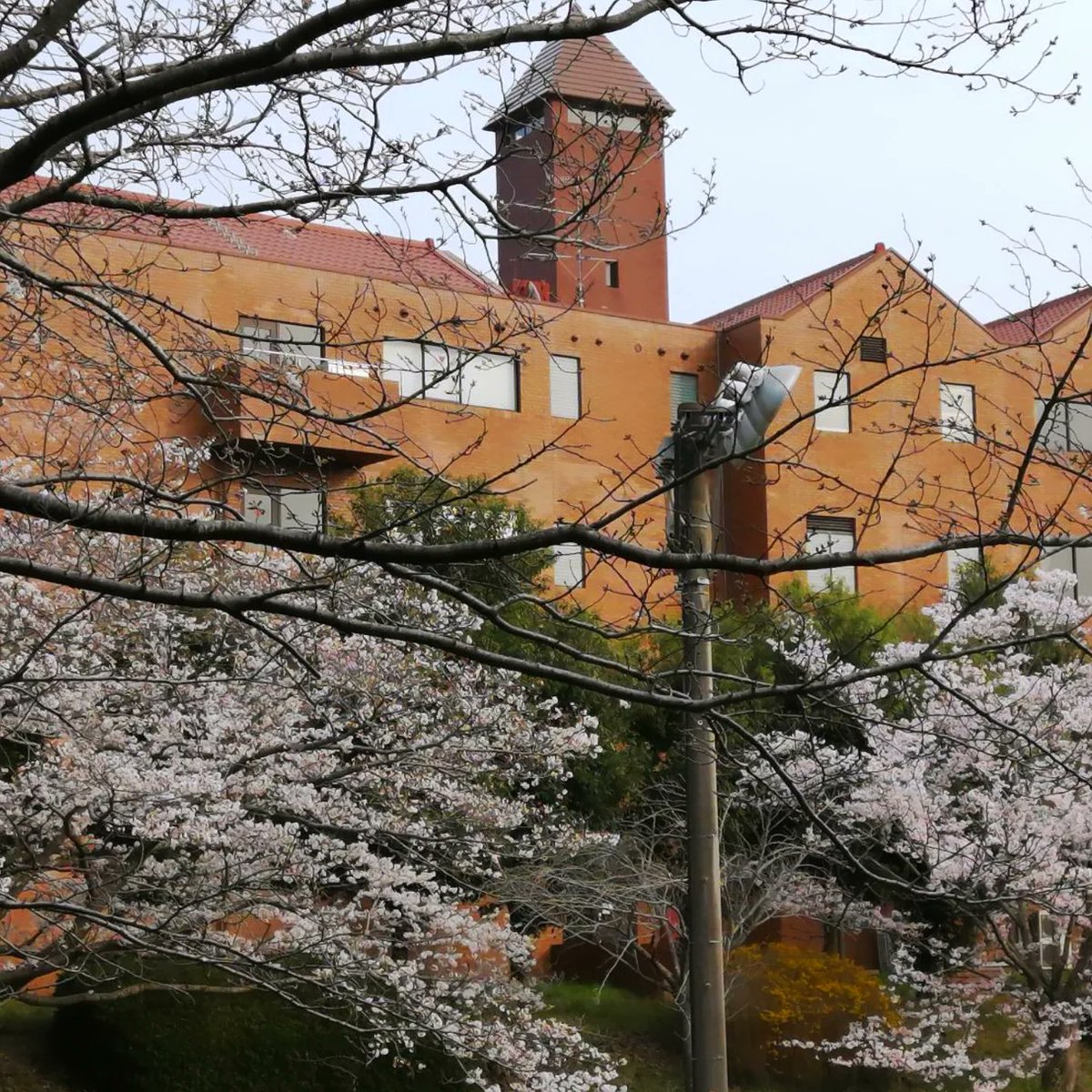 ChigasakiBBS's tweet photo. 大学で撮った桜の写真です🌸⁡
会員募集してます✨
⁡⁡
#桜 ⁡#春から文教 #湘南 #新入生 #ボランティア https://t.co/jmEP6yfpnt