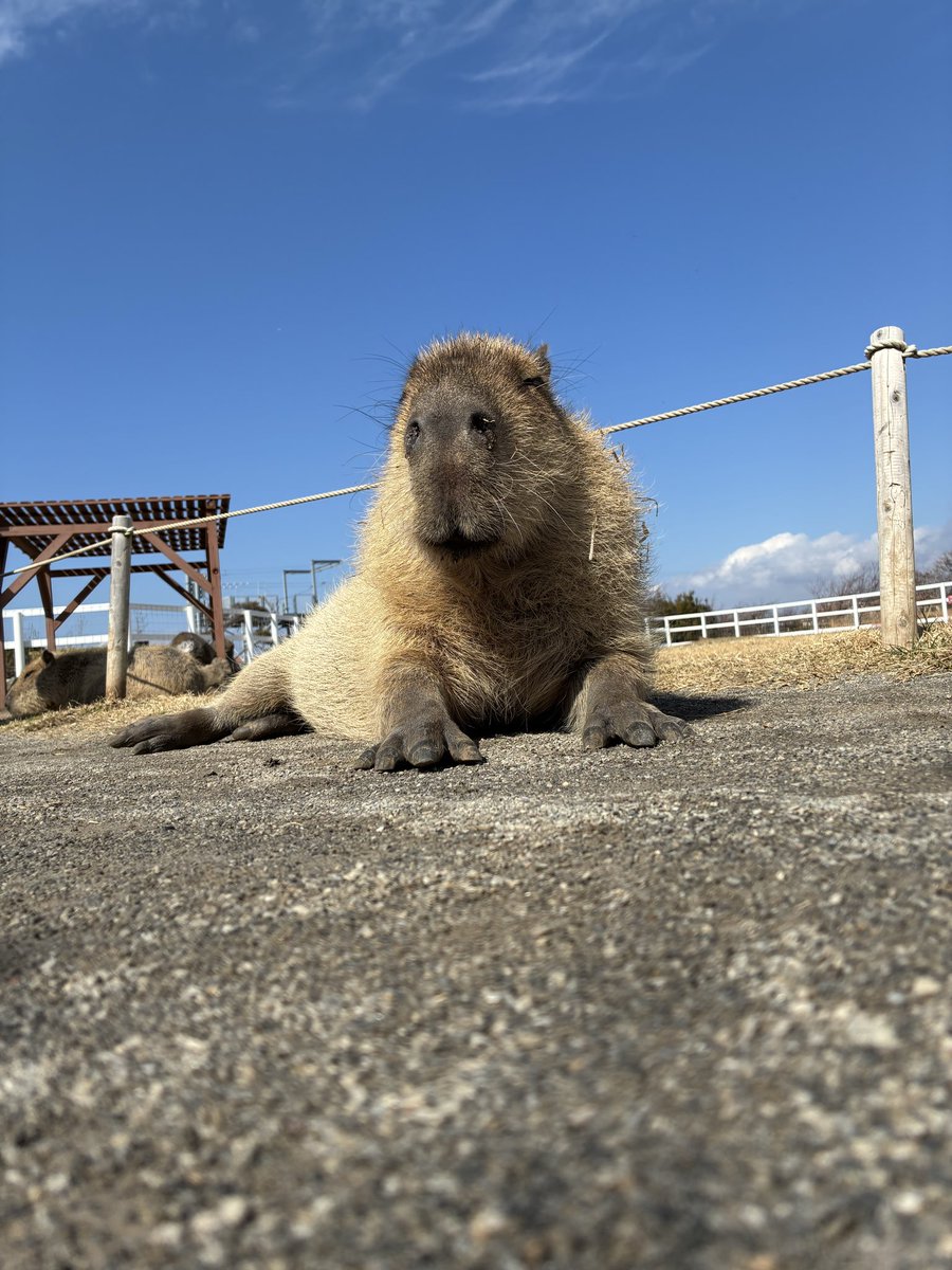 カピバラの僕(しもべ) tweet media