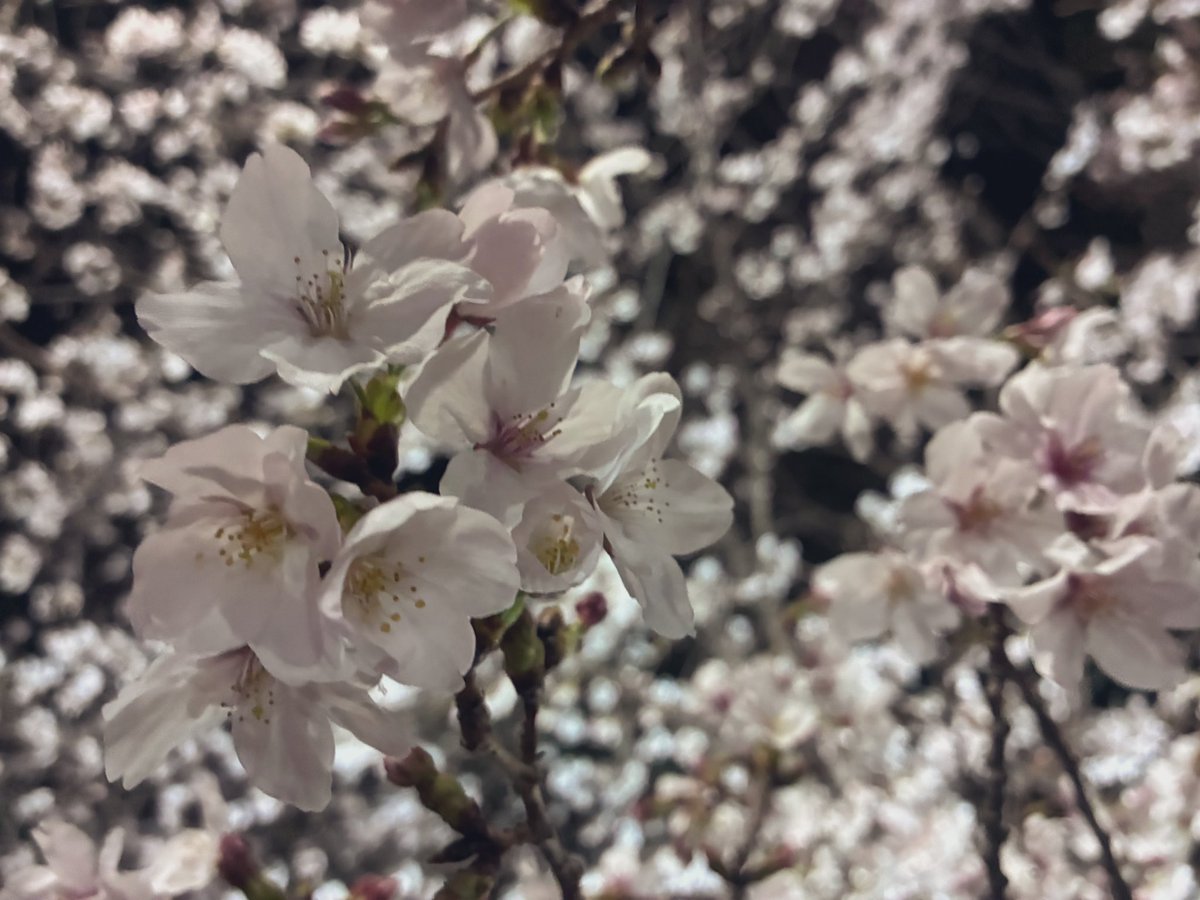 ゆゆにゃん🐰💭 tweet media