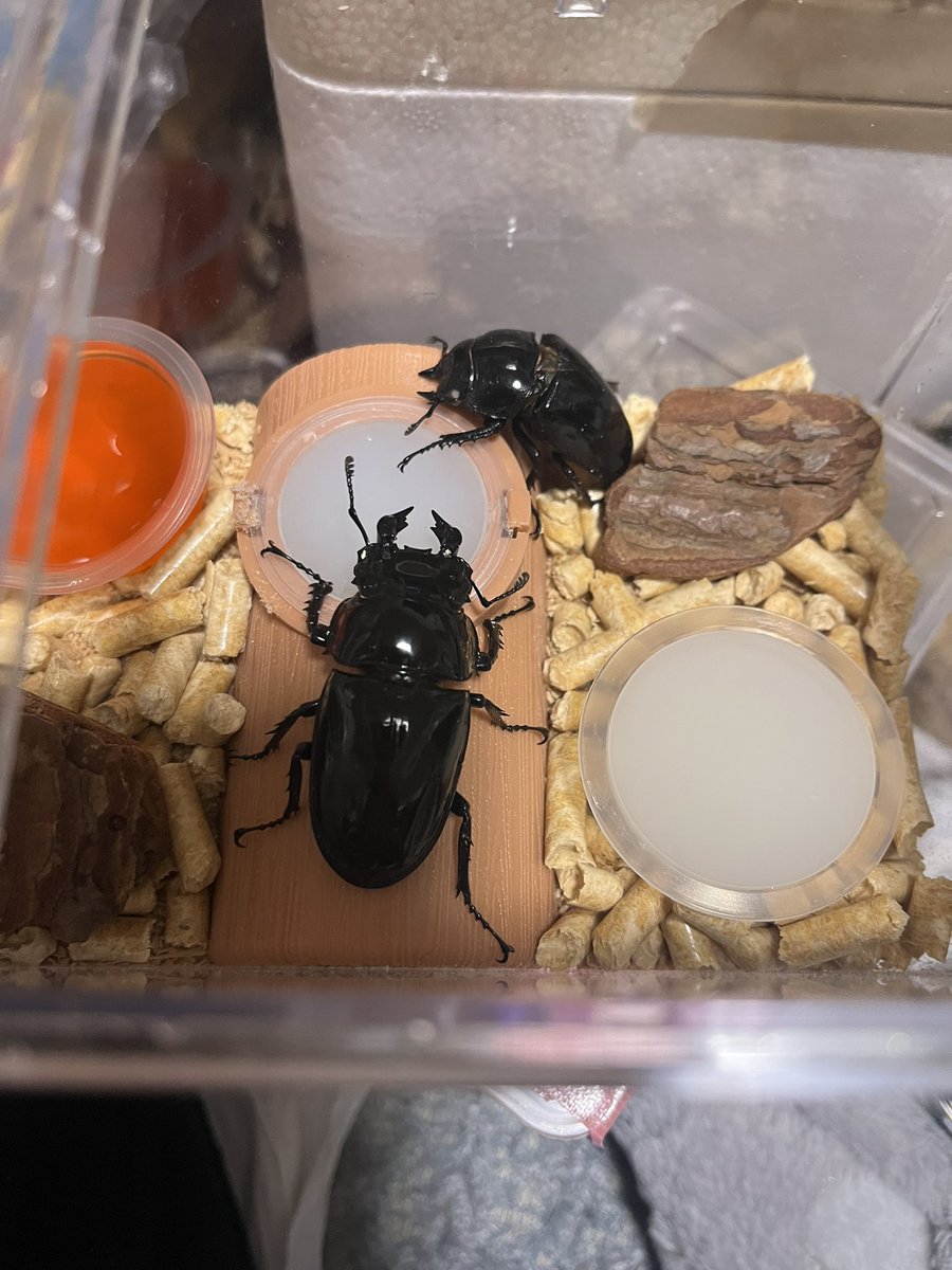 まどか🎮🩷 tweet media