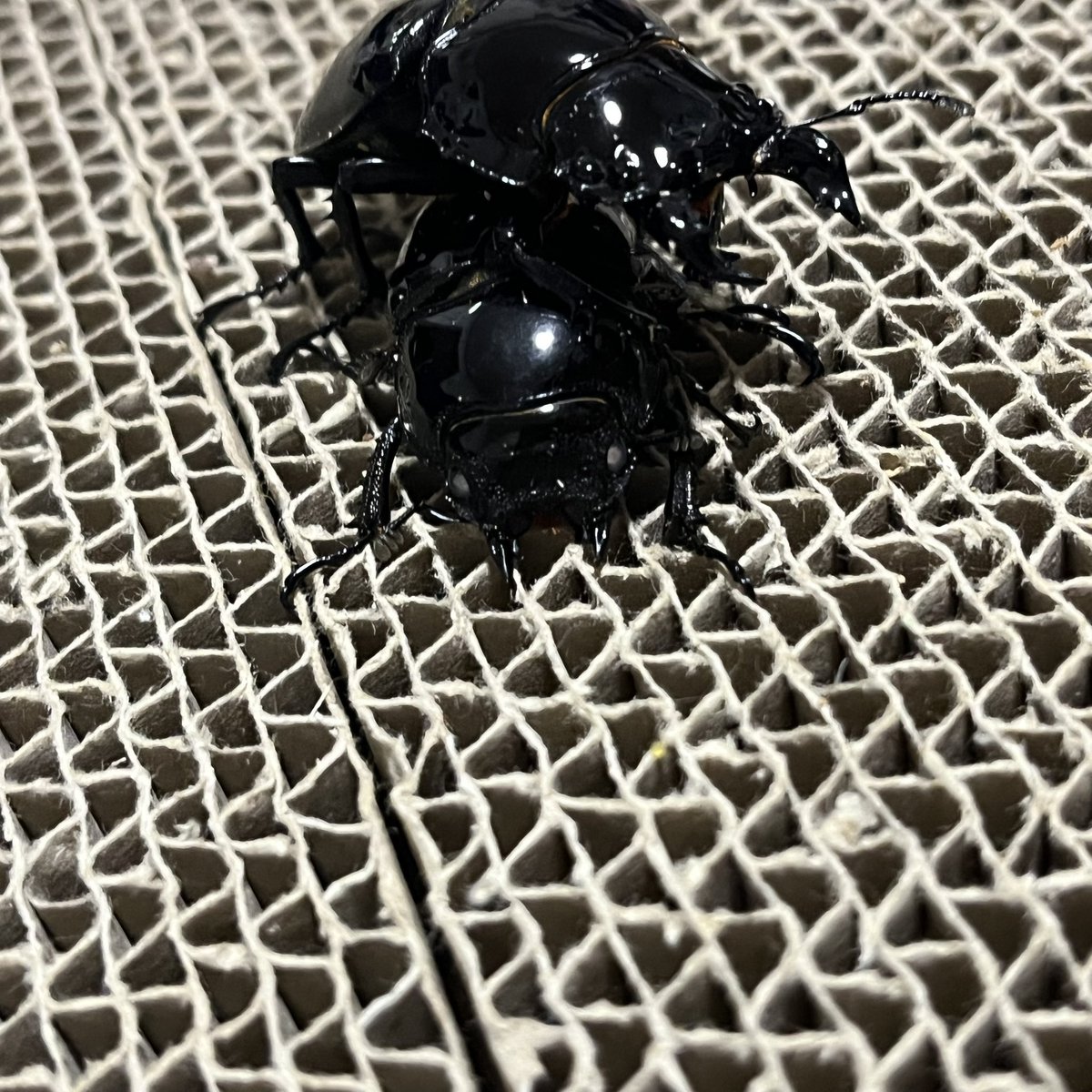 まどか🎮🩷 tweet media