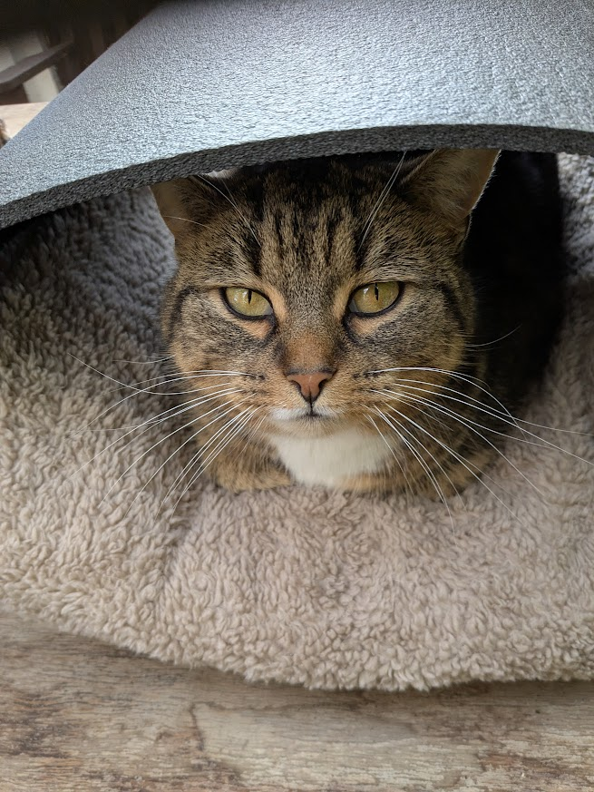 Robert Allotment cat,now helped by Janet & Amanda tweet media