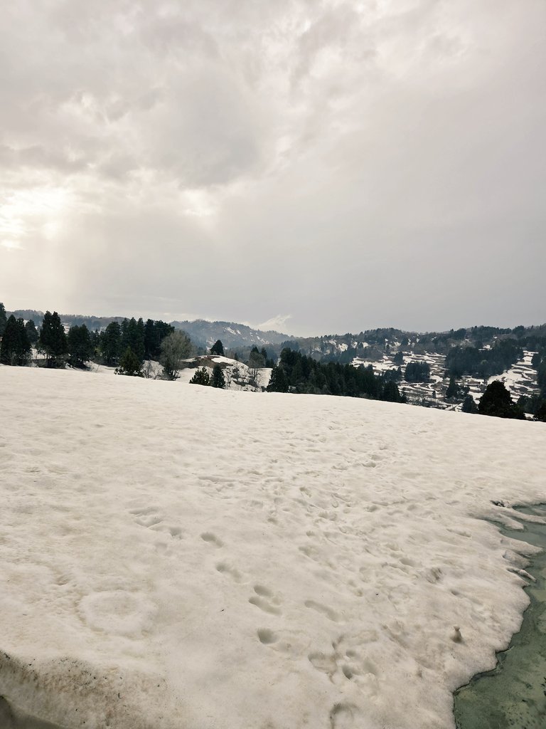 山古志住民会議 ┃竹内春華🎏【Nishikigoi NFT🇯🇵】 tweet media