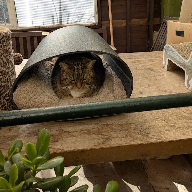 Robert Allotment cat,now helped by Janet & Amanda tweet media