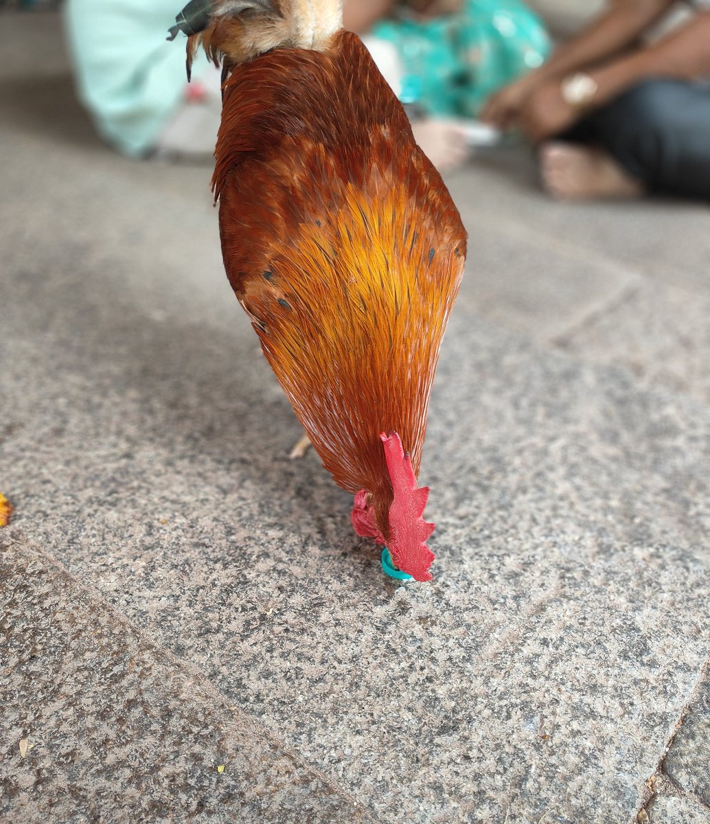 Ramachandran tweet media