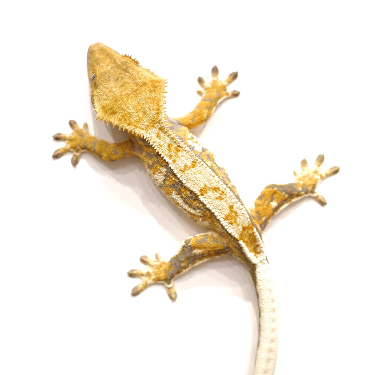 Mir J♥️ tweet media