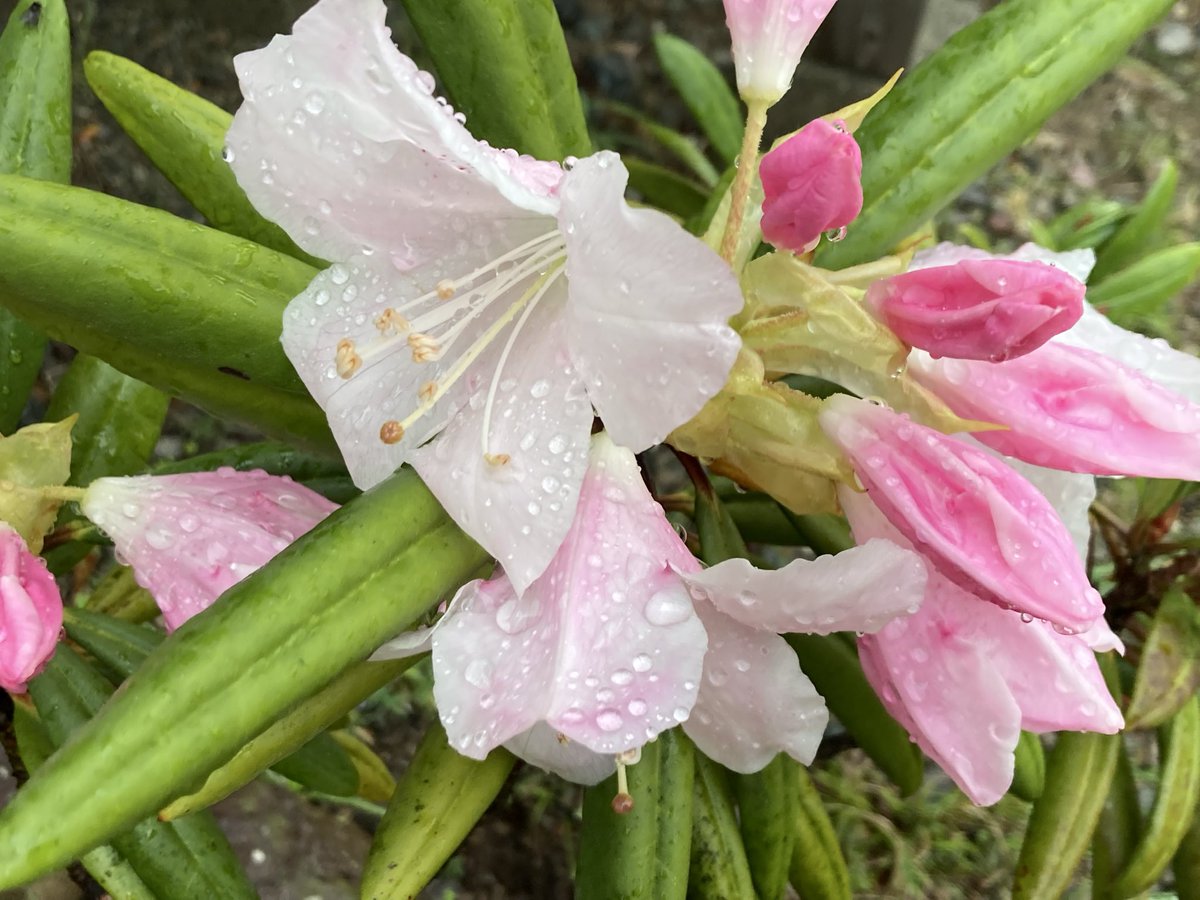 ちぃ@🩵💚 tweet media