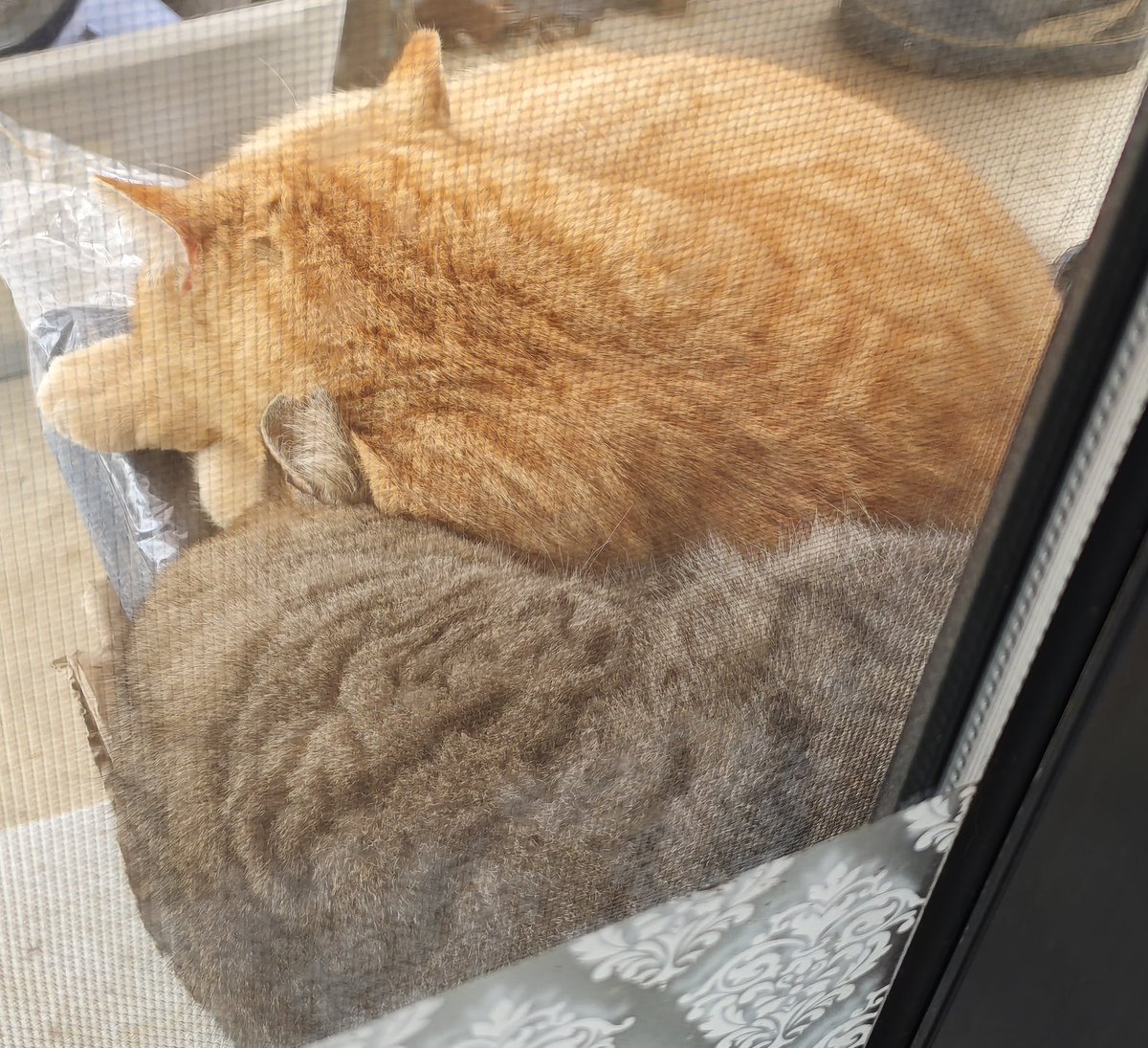 獅子ルイコ新人vtuber tweet media