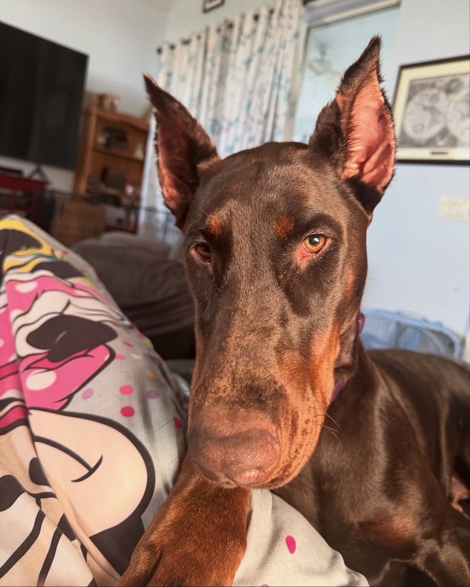 BubbaHoTep tweet media