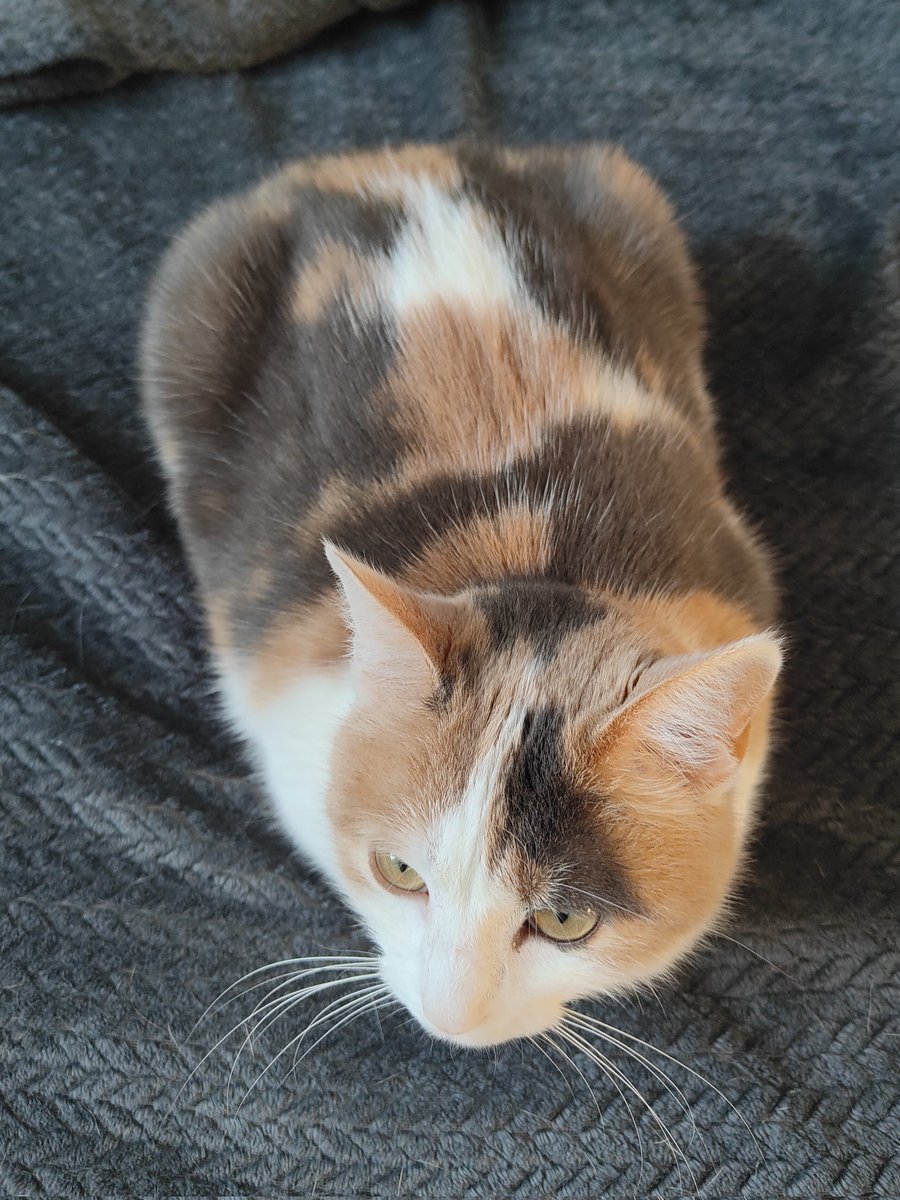 matchalien tweet media