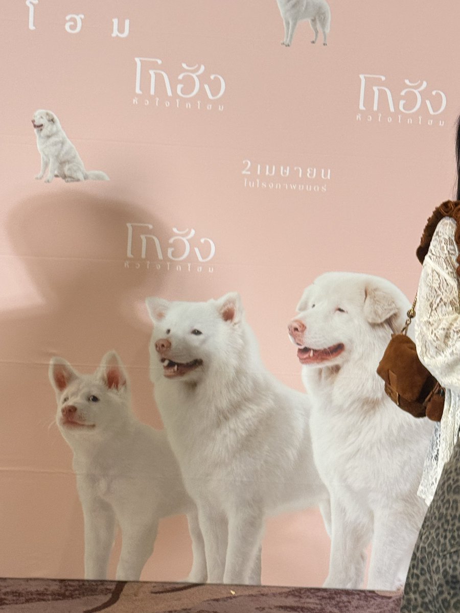 tanannat_tt's tweet photo. เมื่อวานไปดูโกฮังหัวใจโกโฮมมา คือคิดถึงเดม่อนมากๆ “เหนื่อยใช่มั้ยเดม่อน” คือประโยคที่รีเลทกับเฟรมมากๆตอนดูหนังเรื่องนี้ เป็นหนังที่พาเฟรมย้อนความทรงจำที่มีกับเดม่อนเยอะมาก หนังGDHทำถึงอีกแล้ว 
คิดถึงนะเดม่อน จะสองปีแล้วที่เดม่อนไปวิ่งเล่นอยู่บนดาวหมา มีความสุขดีมั้ยย คิดถึงจัง https://t.co/8CyB6jxhzW