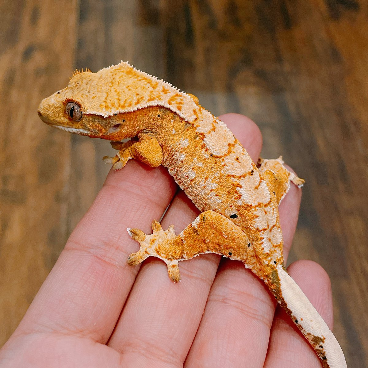 のびた tweet media