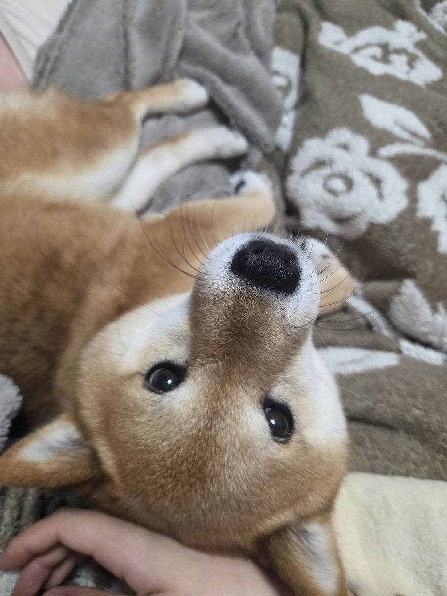 shiorinrin@お返事ちょい待ってね tweet media