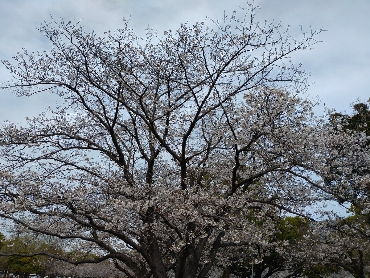 ビッキ tweet media