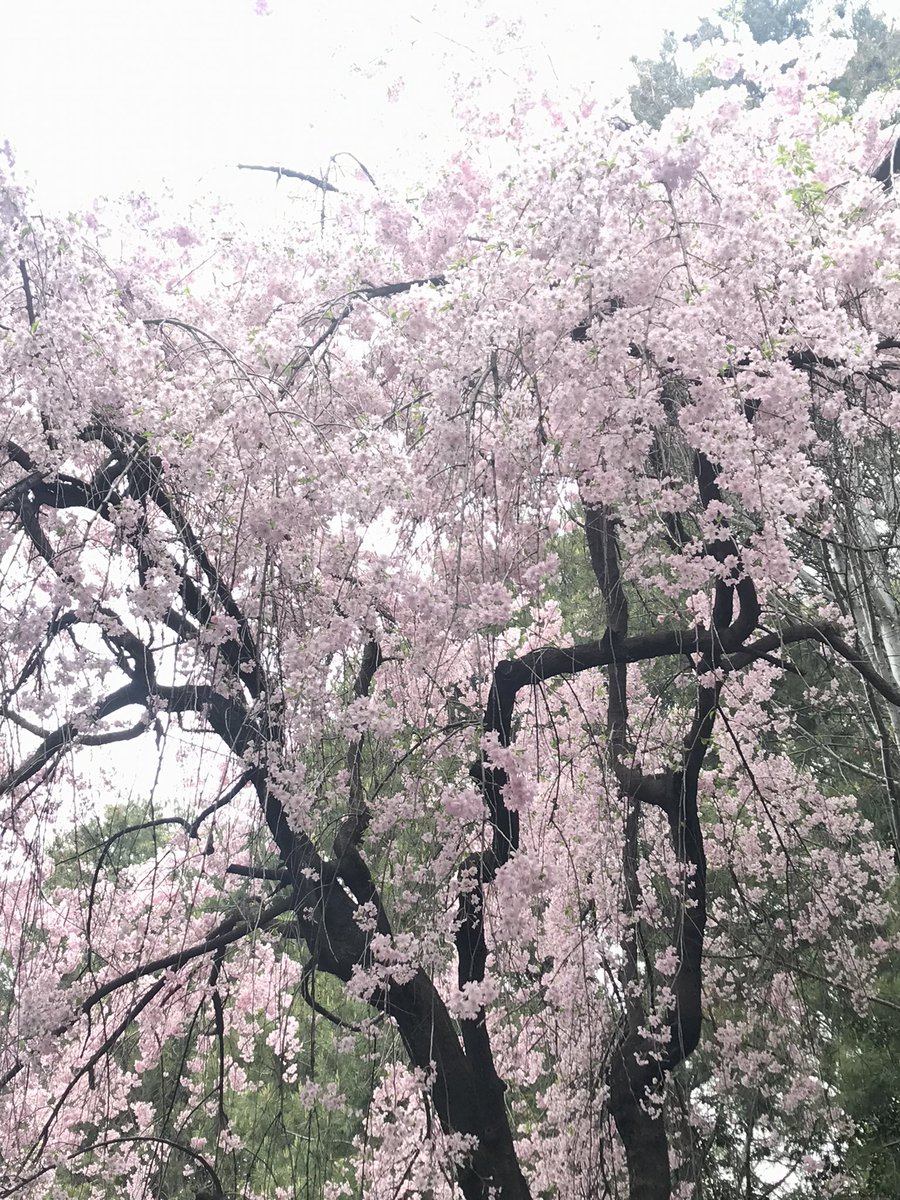 純白的傷逝 tweet media