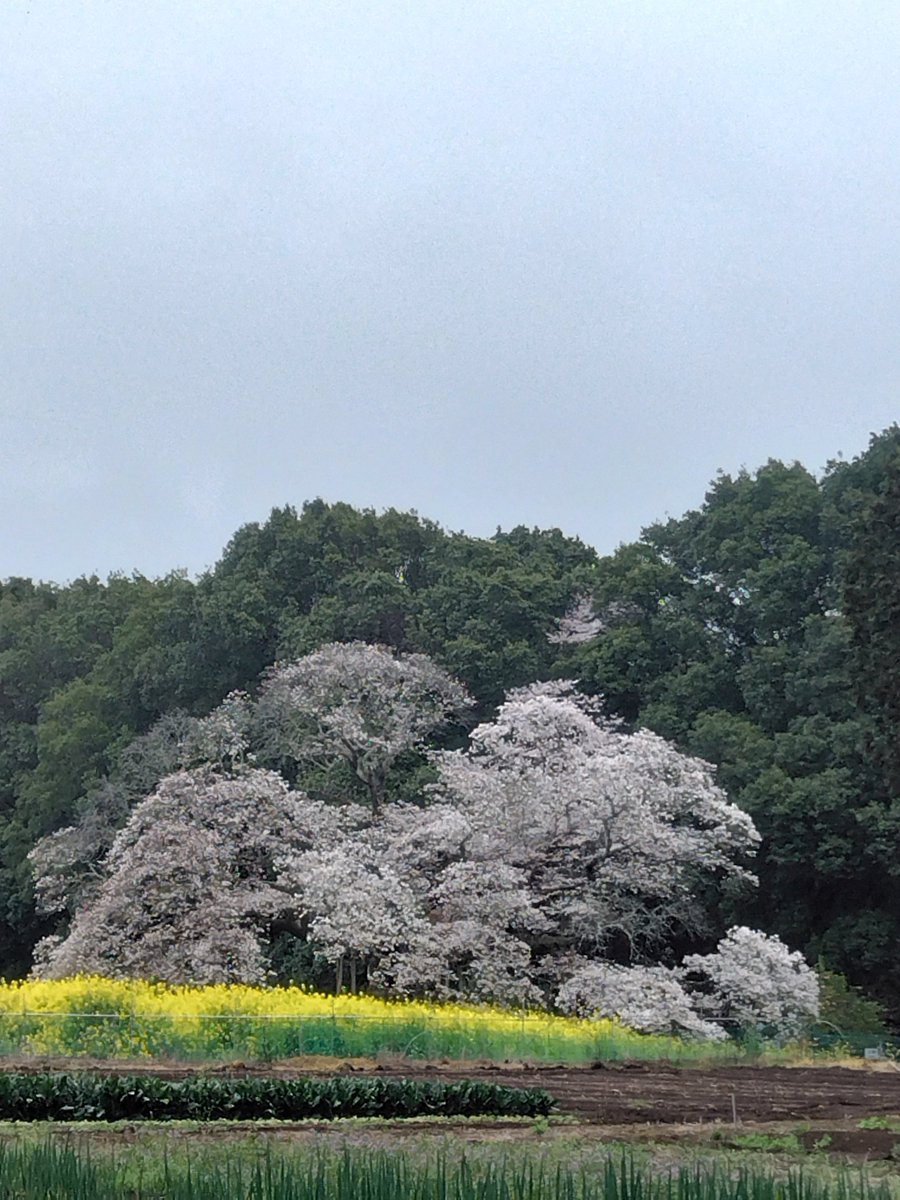 nttkusomodayo tweet media