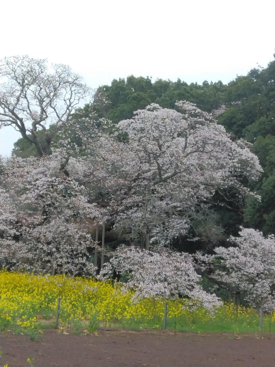 nttkusomodayo tweet media