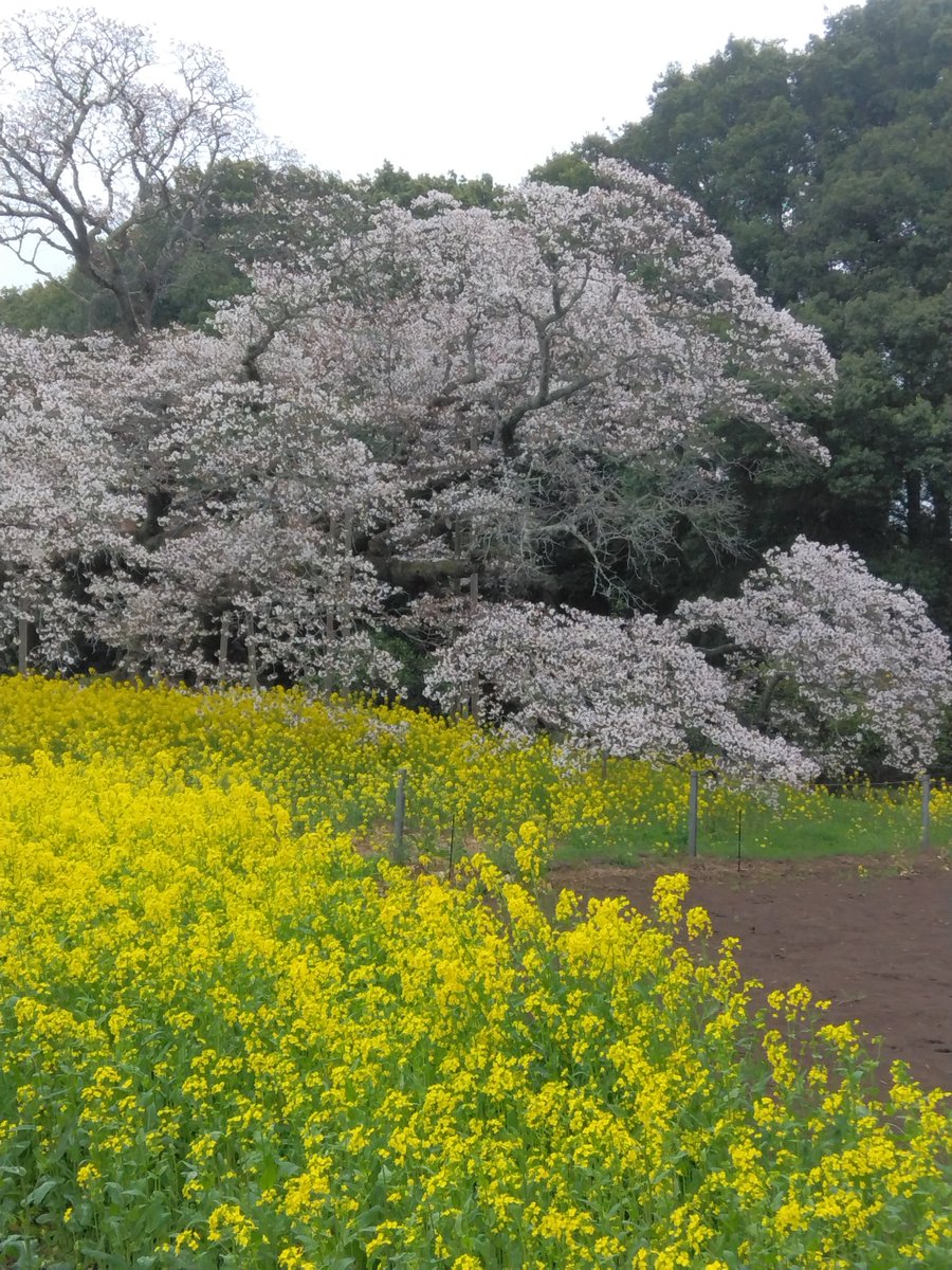 nttkusomodayo tweet media