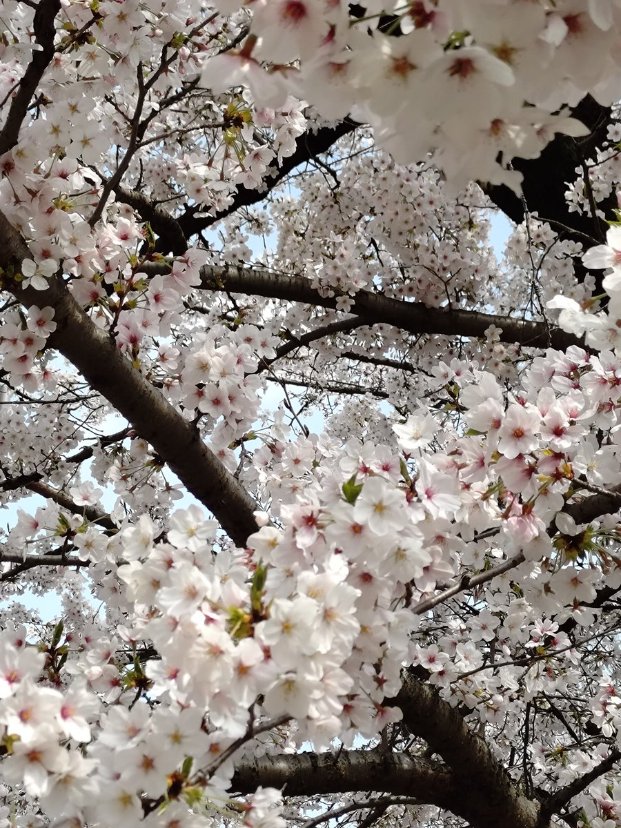 上野あじと tweet media