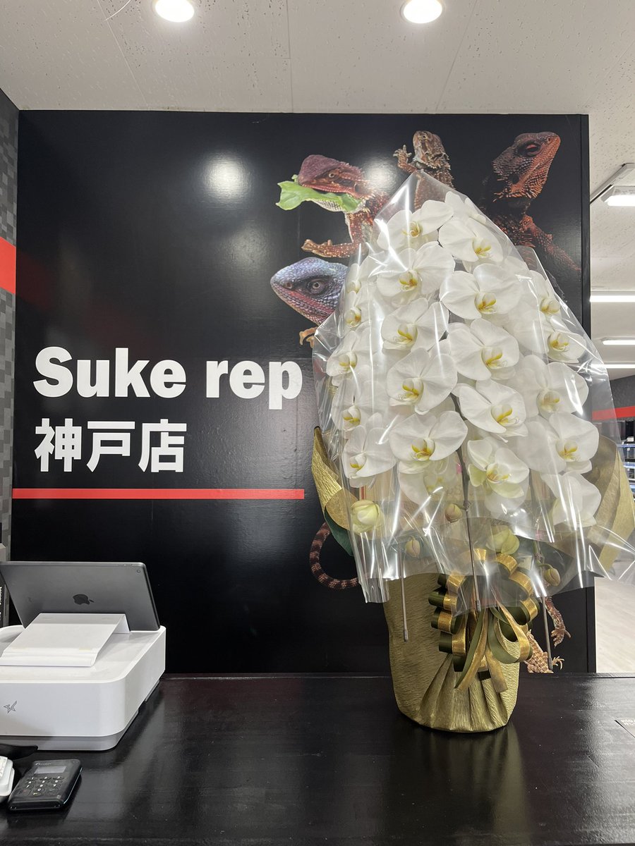 Suke Rep 神戸店 tweet media