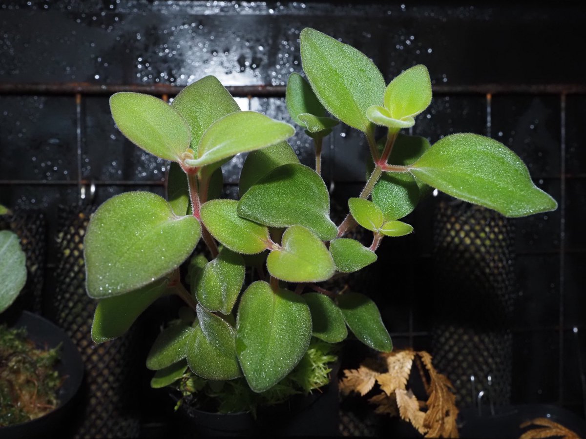 Kazuto☆大٩(ˊᗜˋ*)و阪☆ tweet media