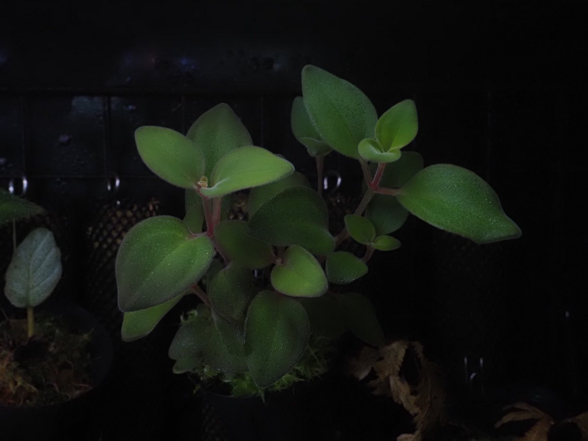 Kazuto☆大٩(ˊᗜˋ*)و阪☆ tweet media